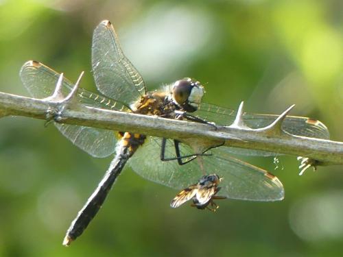 Réf. 323 055 : Leucorrhinia caudalis